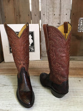 Chocolate Teju Lizard